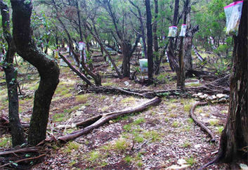 Austin Landscape Designer For Farm & Ranch, Tree Timming and Removal
