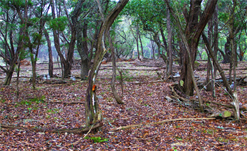 Landscaping Austin, Landscape Designer